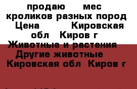 продаю 3-4 мес. кроликов разных пород › Цена ­ 700 - Кировская обл., Киров г. Животные и растения » Другие животные   . Кировская обл.,Киров г.